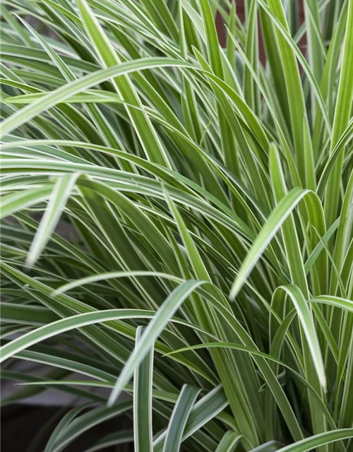 Carex morrowii 'Ice Dance'