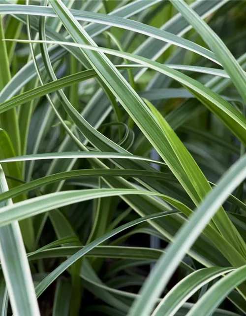 Carex morrowii 'Ice Dance'
