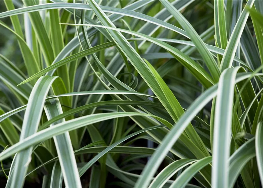Carex morrowii 'Ice Dance'