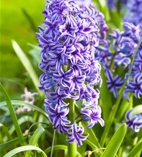 5 Blumenzwiebel - Hyacinthus orientalis 'Blue Jacket'