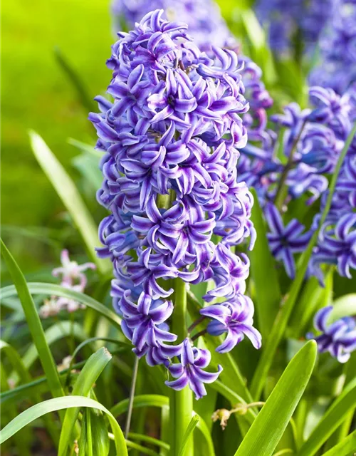 5 Blumenzwiebel - Hyacinthus orientalis 'Blue Jacket'