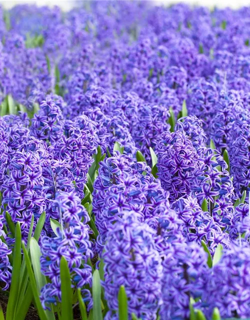 5 Blumenzwiebel - Hyacinthus orientalis 'Blue Jacket'