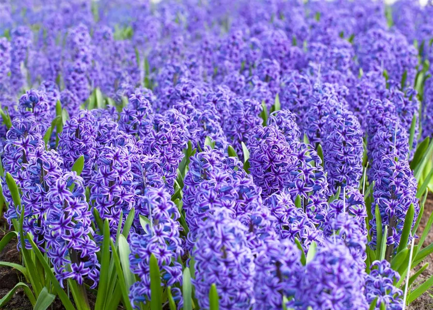 5 Blumenzwiebel - Hyacinthus orientalis 'Blue Jacket'