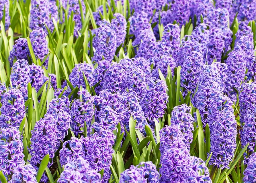 5 Blumenzwiebel - Hyacinthus orientalis 'Blue Jacket'