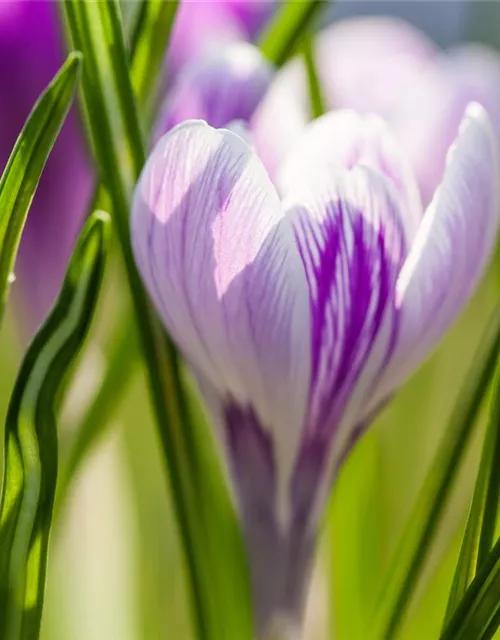 10 Blumenzwiebel - Frühlings-Krokus 'King of the Striped'