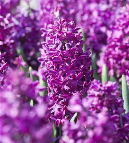 5 Blumenzwiebel - Hyazinthe 'Woodstock'