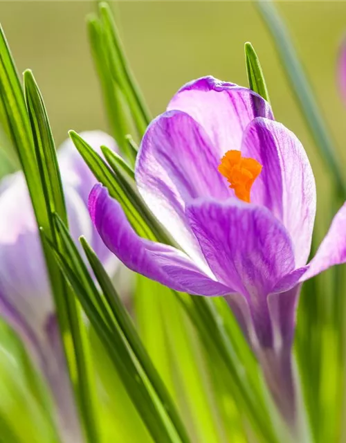 10 Blumenzwiebel - Frühlings-Krokus 'King of the Striped'