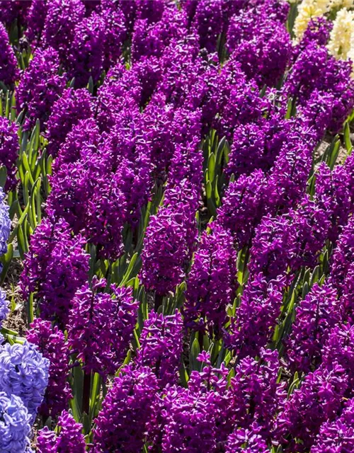 5 Blumenzwiebel - Hyazinthe 'Woodstock'