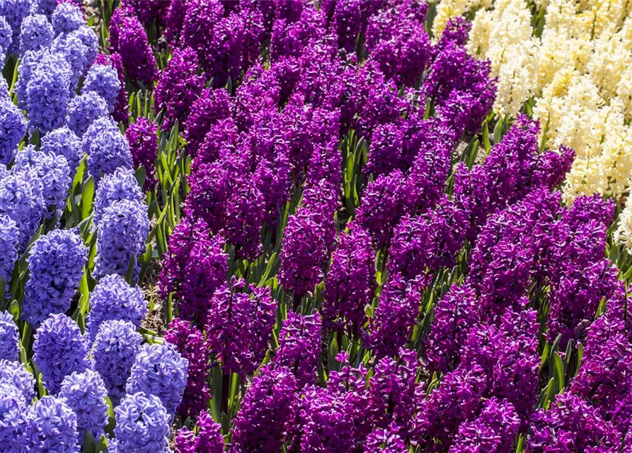 5 Blumenzwiebel - Hyazinthe 'Woodstock'