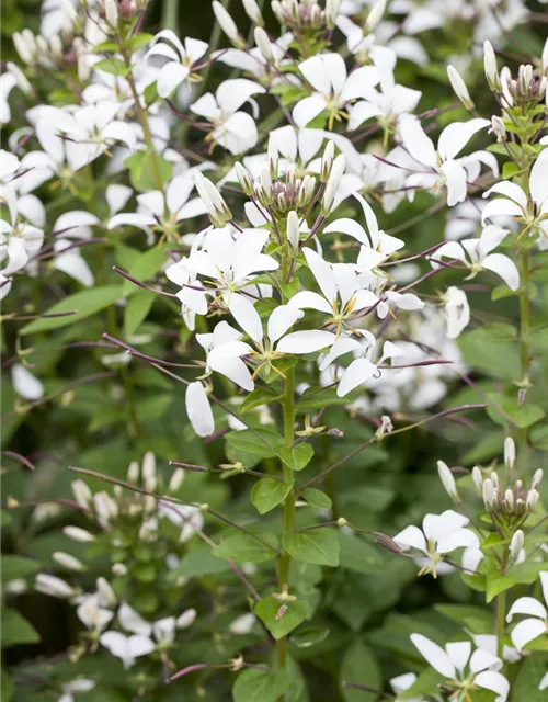 Cleome spinosa 'Señorita Blanca'