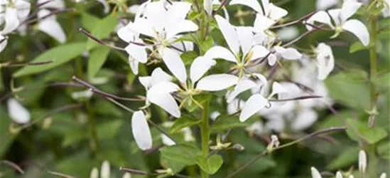 Cleome spinosa 'Señorita Blanca'