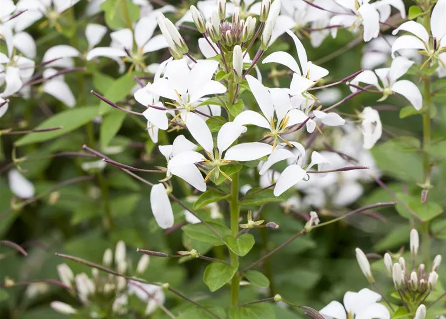 Cleome spinosa 'Señorita Blanca'