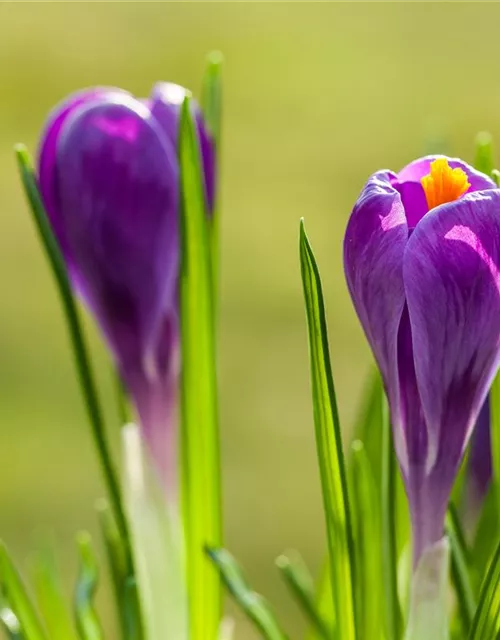 10 Blumenzwiebel - Frühlings-Krokus 'Remembrance'