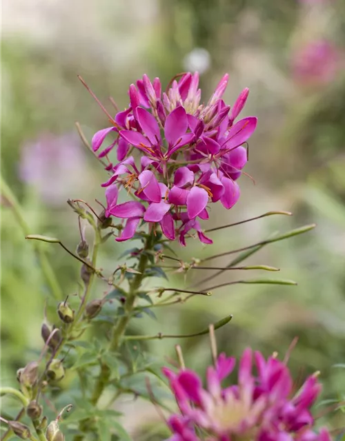Cleome spinosa, pink
