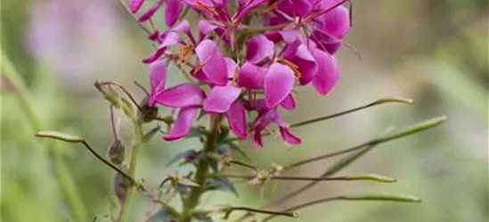 Cleome spinosa, pink