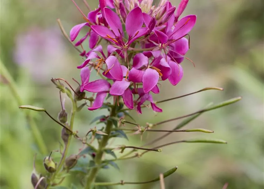 Cleome spinosa, pink
