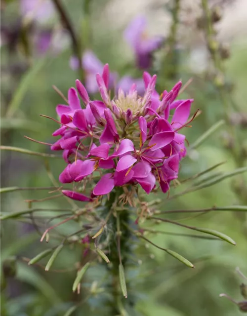 Cleome spinosa, pink