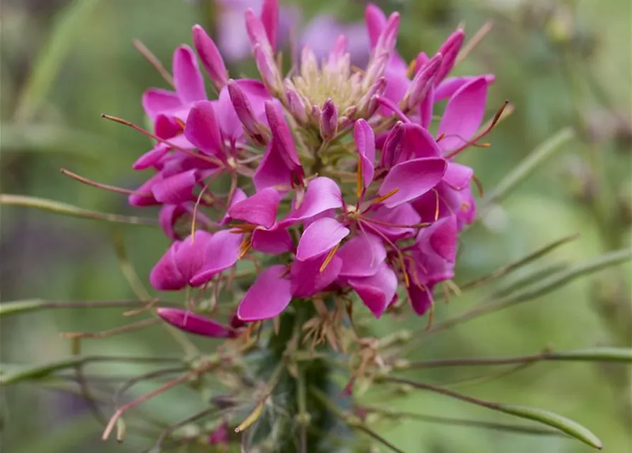 Cleome spinosa, pink