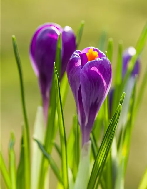 10 Blumenzwiebel - Frühlings-Krokus 'Remembrance'