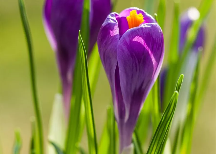 10 Blumenzwiebel - Frühlings-Krokus 'Remembrance'