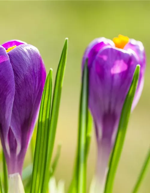 10 Blumenzwiebel - Frühlings-Krokus 'Remembrance'