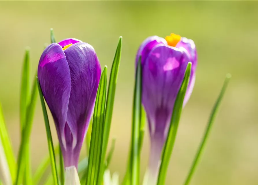 10 Blumenzwiebel - Frühlings-Krokus 'Remembrance'