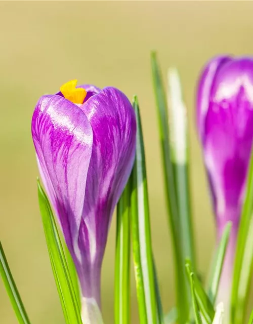 10 Blumenzwiebel - Frühlings-Krokus 'Remembrance'