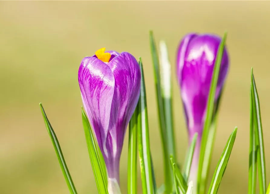 10 Blumenzwiebel - Frühlings-Krokus 'Remembrance'