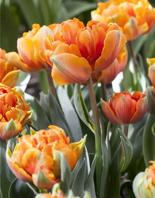 7 Blumenzwiebel - gefüllte Tulpe 'Orange Princess'