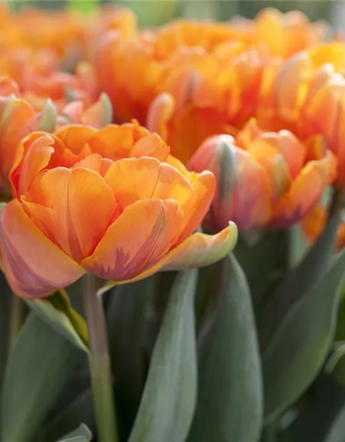 7 Blumenzwiebel - gefüllte Tulpe 'Orange Princess'
