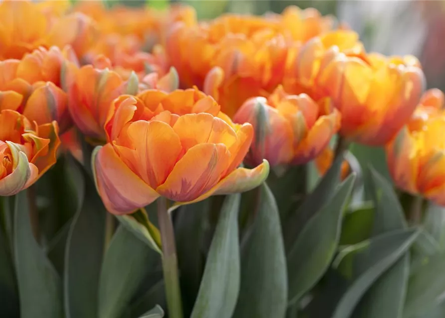 7 Blumenzwiebel - gefüllte Tulpe 'Orange Princess'