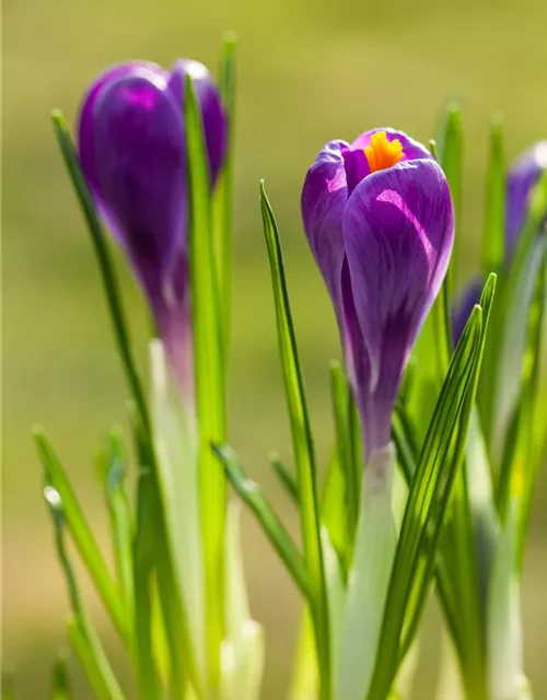 10 Blumenzwiebel - Frühlings-Krokus 'Remembrance'
