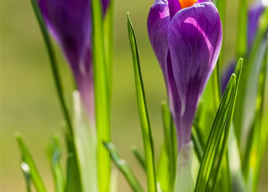 10 Blumenzwiebel - Frühlings-Krokus 'Remembrance'