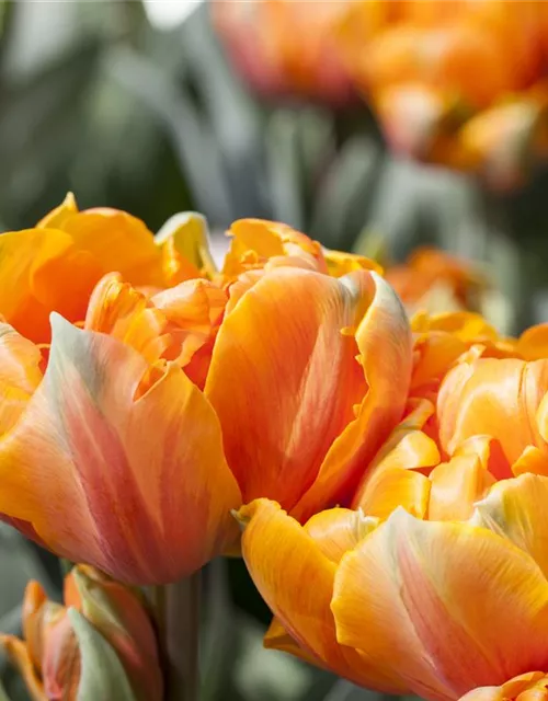 7 Blumenzwiebel - gefüllte Tulpe 'Orange Princess'
