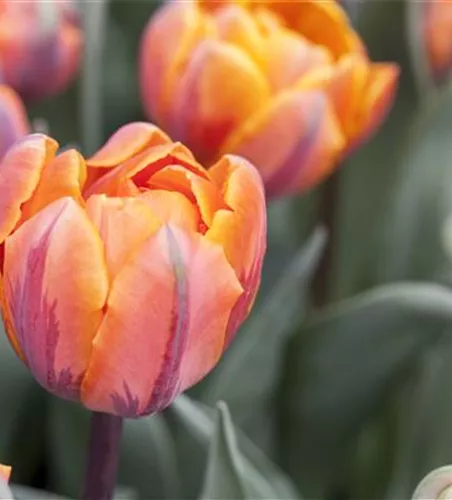 7 Blumenzwiebel - gefüllte Tulpe 'Orange Princess'