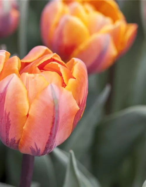 7 Blumenzwiebel - gefüllte Tulpe 'Orange Princess'