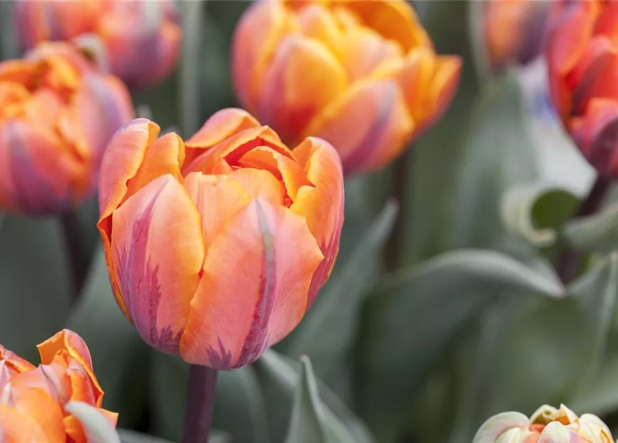 7 Blumenzwiebel - gefüllte Tulpe 'Orange Princess'