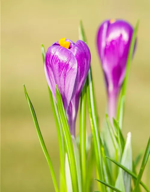 10 Blumenzwiebel - Frühlings-Krokus 'Remembrance'