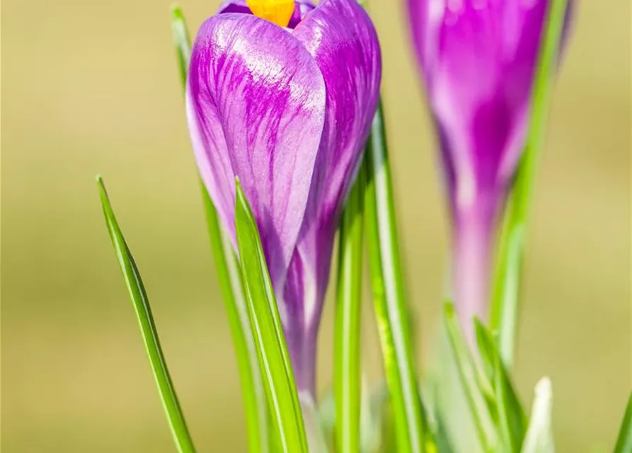 10 Blumenzwiebel - Frühlings-Krokus 'Remembrance'