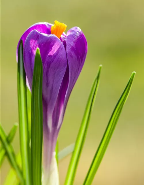 10 Blumenzwiebel - Frühlings-Krokus 'Remembrance'