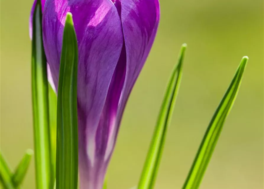 10 Blumenzwiebel - Frühlings-Krokus 'Remembrance'