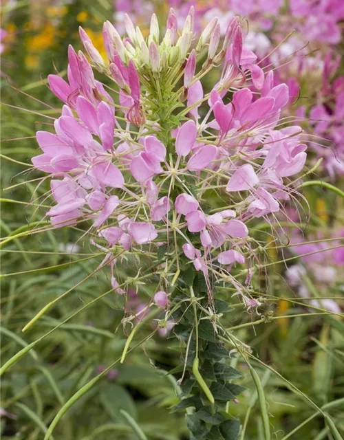 Cleome spinosa, rosa