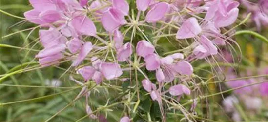 Cleome spinosa, rosa