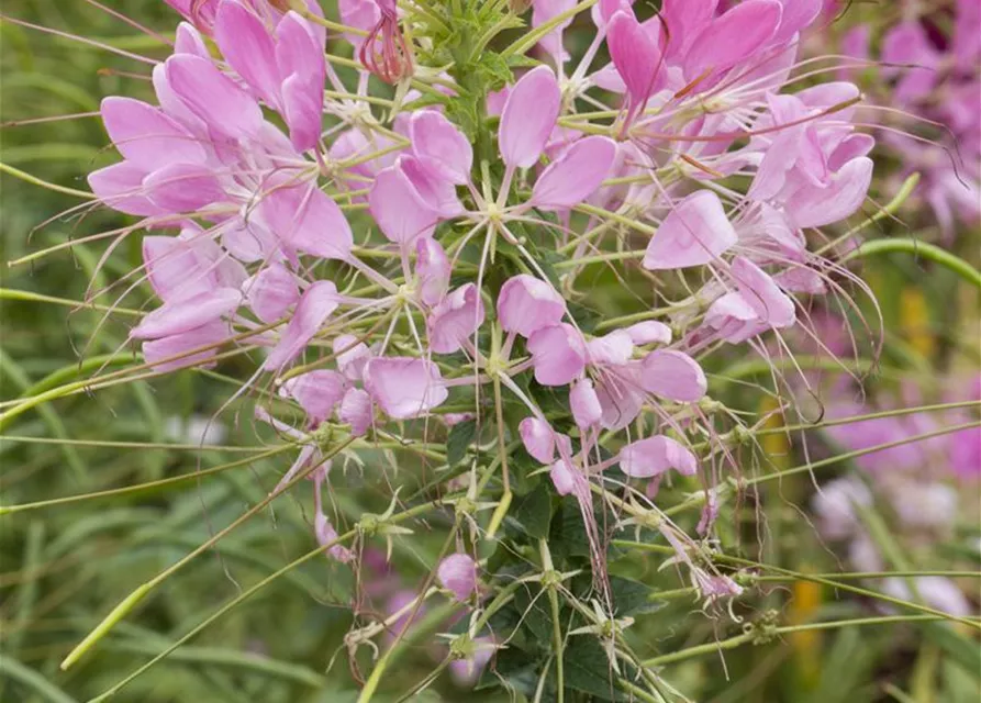 Cleome spinosa, rosa