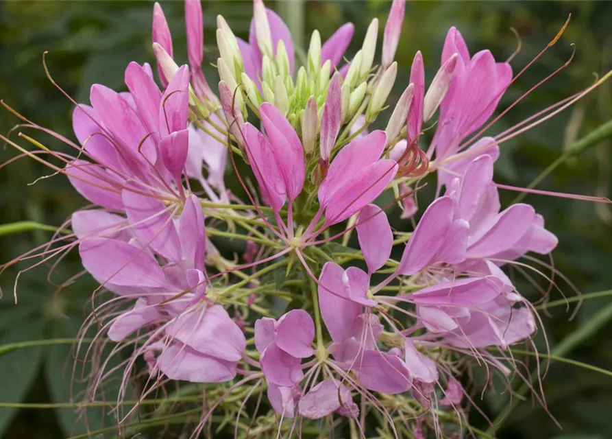 Cleome spinosa, rosa