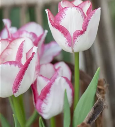 7 Blumenzwiebel - Tulpe 'Affaire'