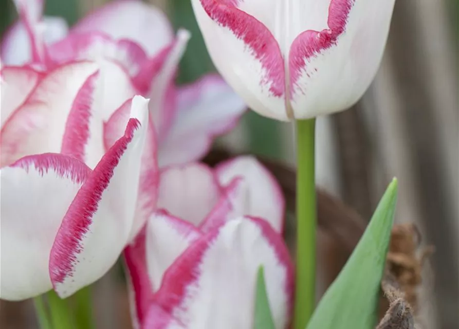 7 Blumenzwiebel - Tulpe 'Affaire'