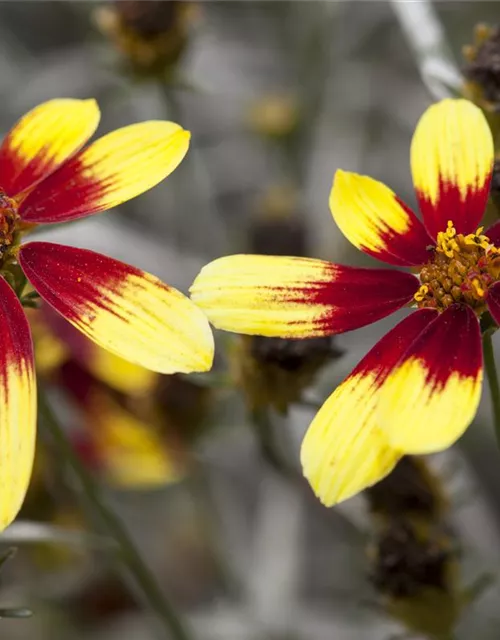 Coreopsis 'Bengal Tiger'