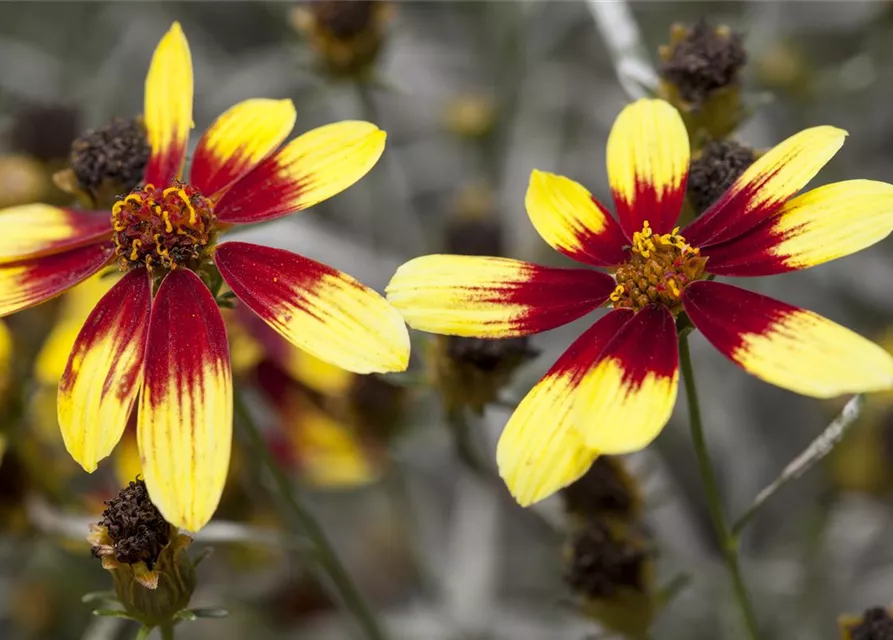Coreopsis 'Bengal Tiger'