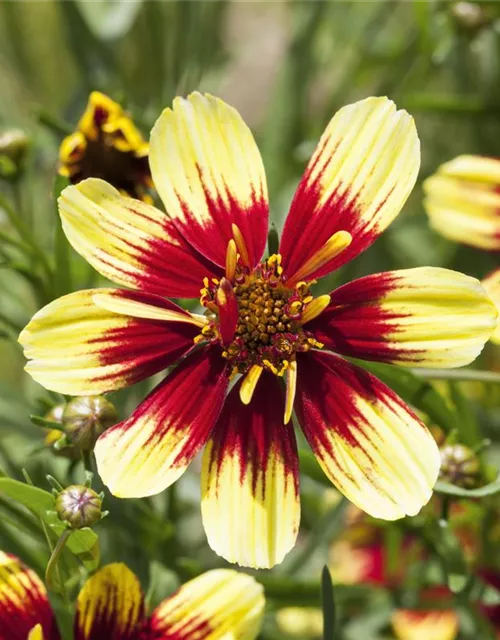 Coreopsis 'Bengal Tiger'